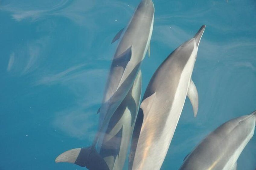 Swimming with the Dolphins