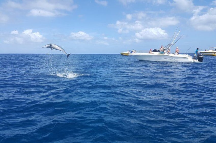 Dolphin jumping out of the ocean