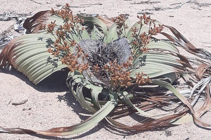 old male Welwitschia plant