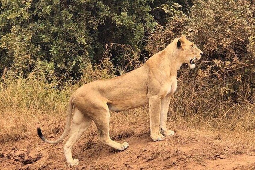 Nairobi national park