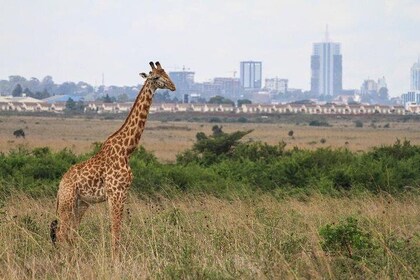 Day Tour at Nairobi National Park elephant orphanage, giraffe cent karen mu...
