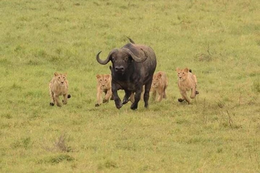 Nairobi national park