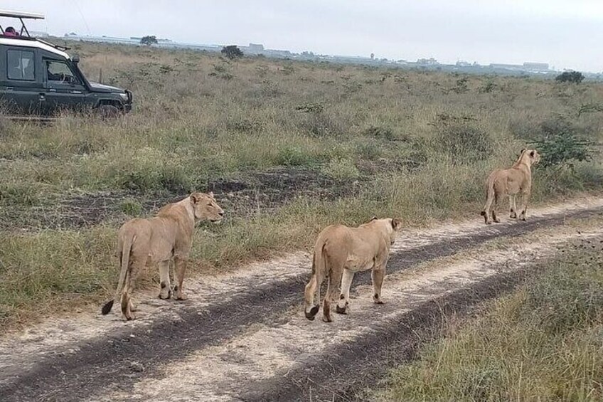 Day Tour at Nairobi National Park elephant orphanage, giraffe cent karen museum