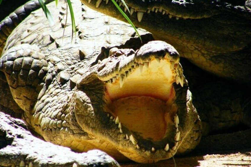 Crocodile La Vanille Nature Park