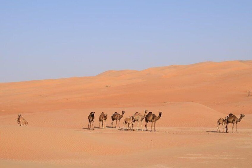 Liwa camels 