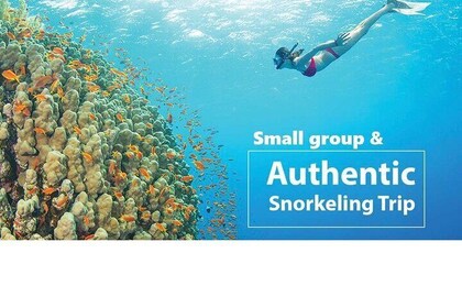 Premium Snorkelling trip & islands hopping by SPEEDBOAT(MAX 12)