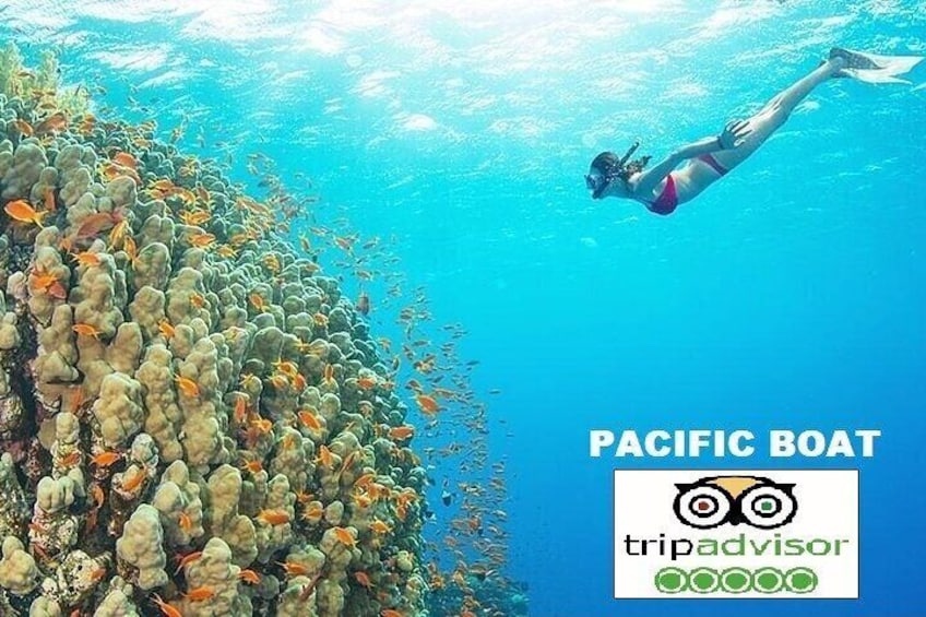 PREMIUM Snorkel Trip &Explore 4 Island by SPEEDBOAT(MAX 12PAX)-SEAFOOD BBQ lunch