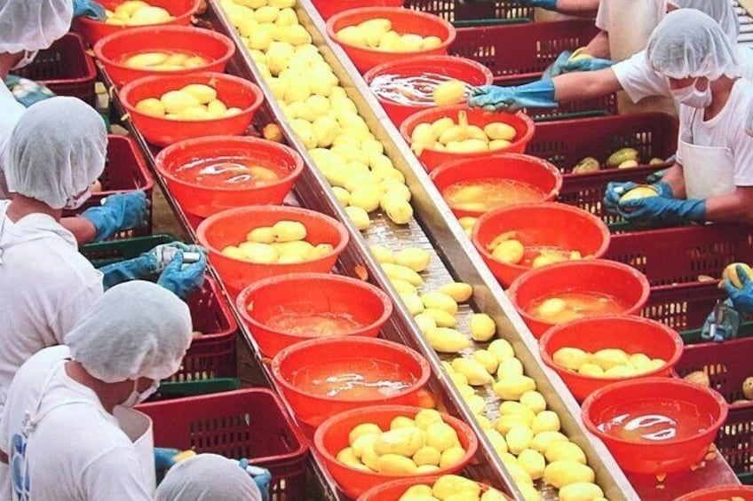 peeling at the dried mango factory