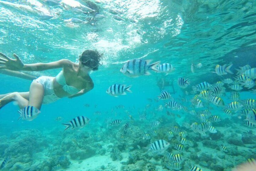 Olango Island Bird Watching and Snorkeling Day Trip from Cebu