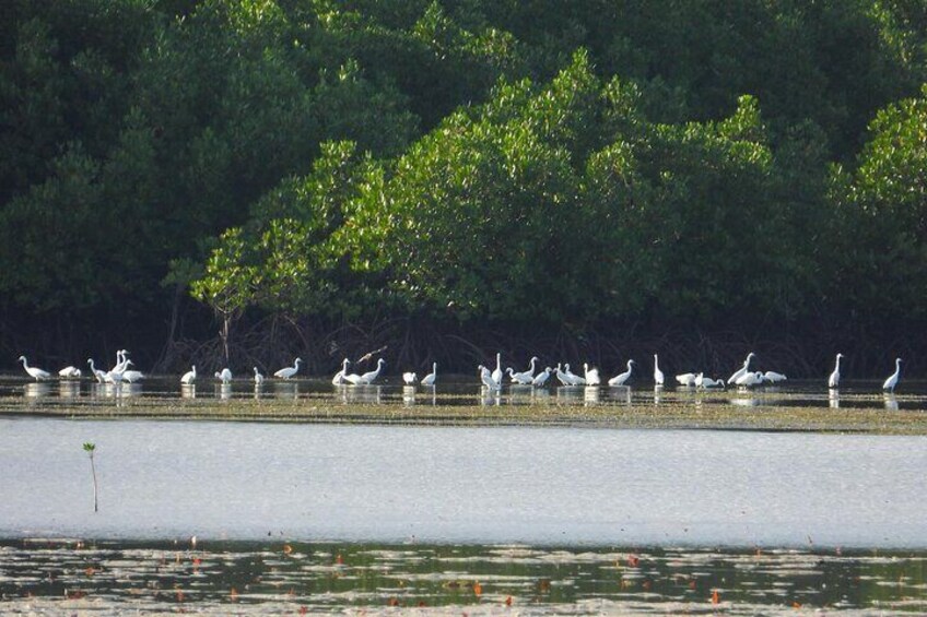 Olango Island Bird Watching and Snorkeling Day Trip from Cebu