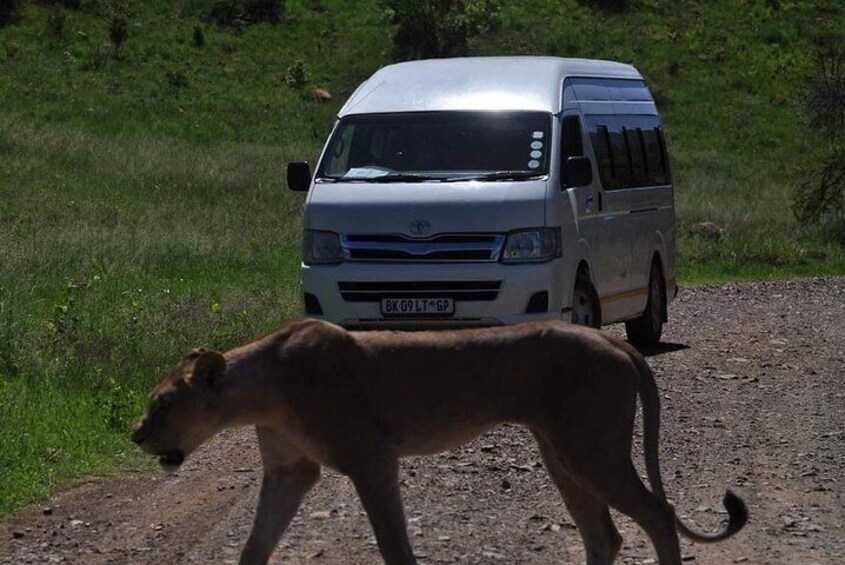 Kruger Lion Expedition with the Little Lionman Steve Kelly