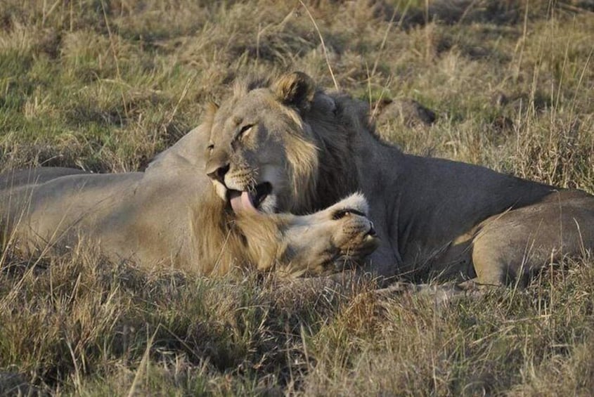 Kruger Lion Expedition with the Little Lionman Steve Kelly