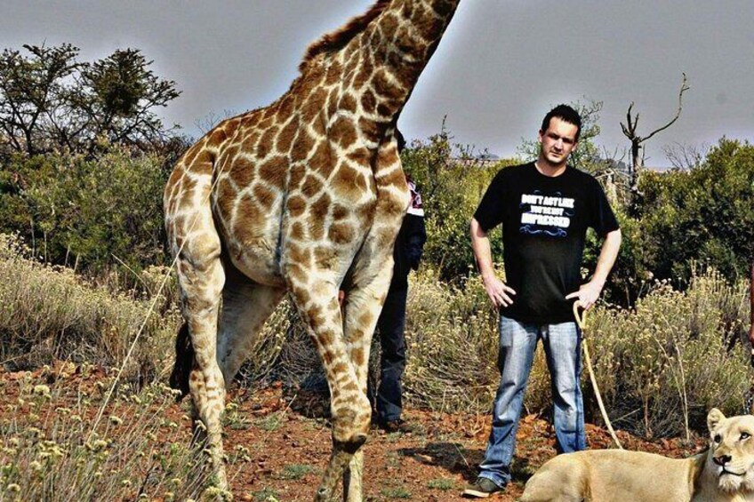 Kruger Lion Expedition with the Little Lionman Steve Kelly