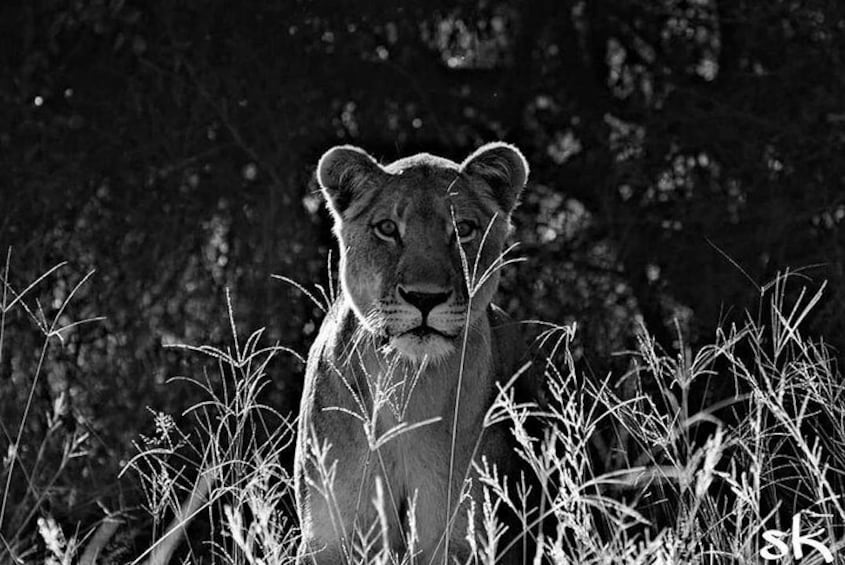 Kruger Lion Expedition with the Little Lionman Steve Kelly