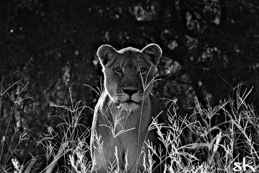 Kruger Lion Expedition with the Little Lionman Steve Kelly