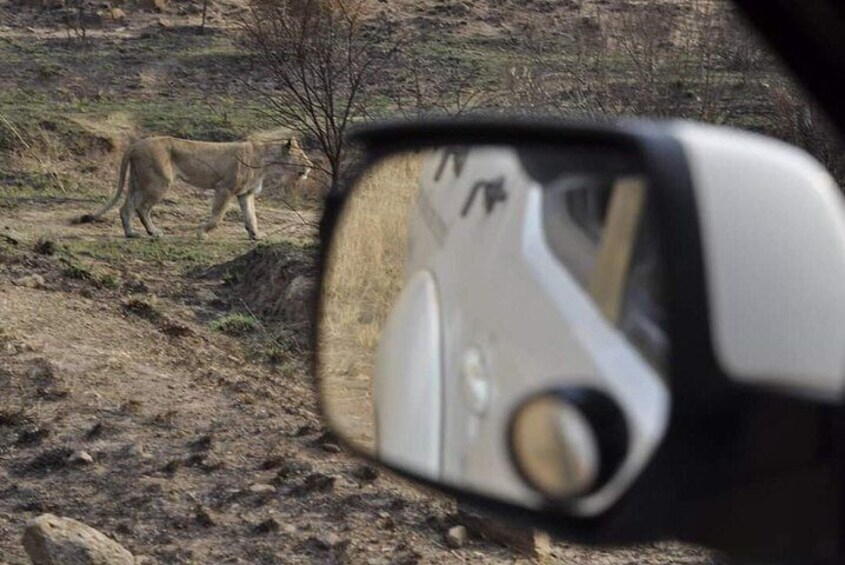 Kruger Lion Expedition with the Little Lionman Steve Kelly