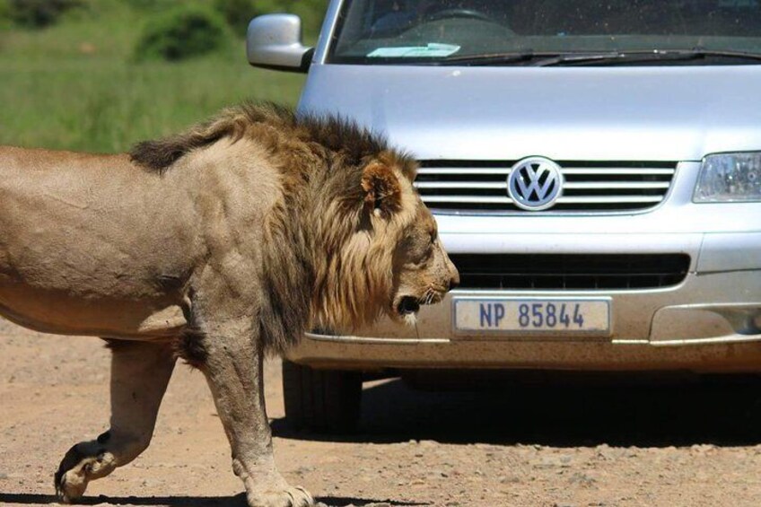 Kruger Lion Expedition with the Little Lionman Steve Kelly