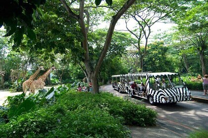 Singapore Zoo Ticket With Tram Ride 