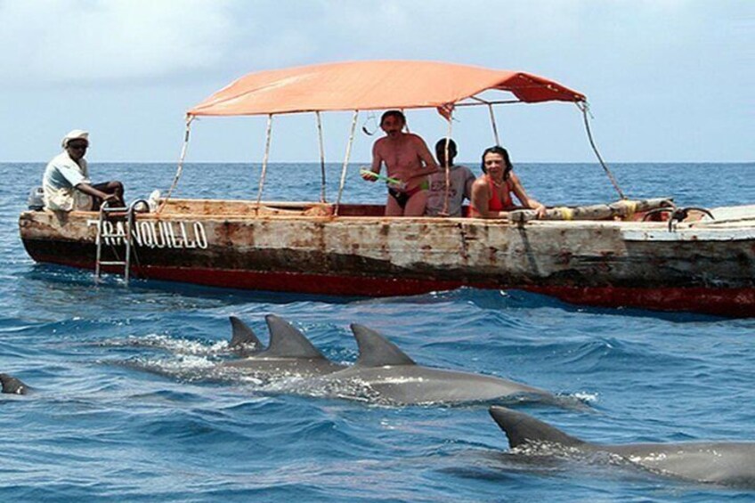 Dolphin is part of a sightseeing excursion 