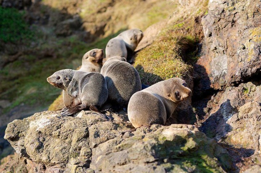 NZ fur seals hanging out around their colony at Taiaroa Head 