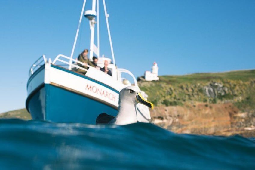 We see a variety of other albatross and seabird species, like the bullers albatross pictured here.