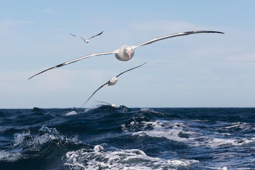 You really have to see the three metre wingspan of a royal albatross up-close to appreciate how HUGE they are.