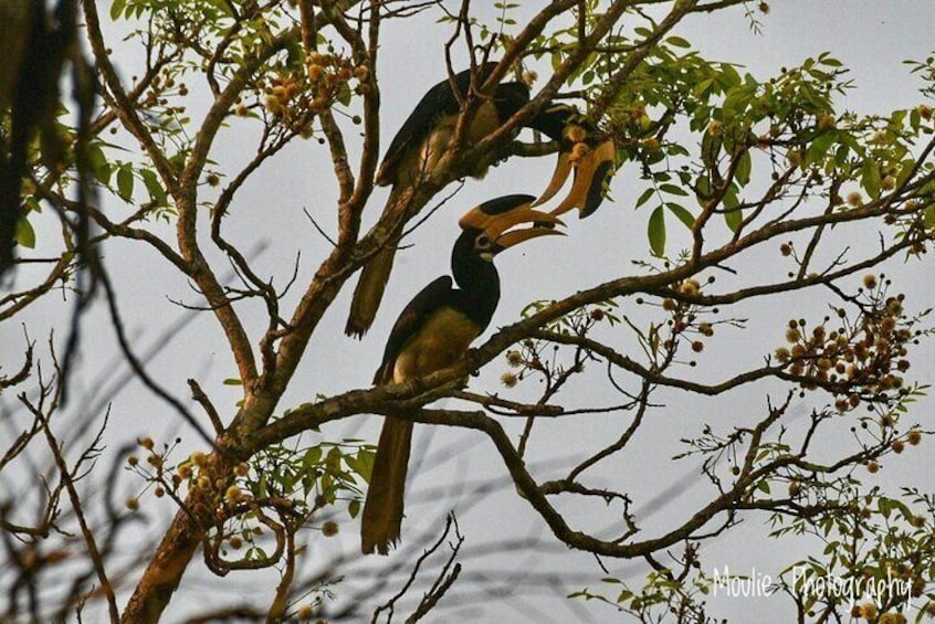 Chennai, Guided Birding And Birding Photo Trip With Spot Scope, 2 to 3 Hours