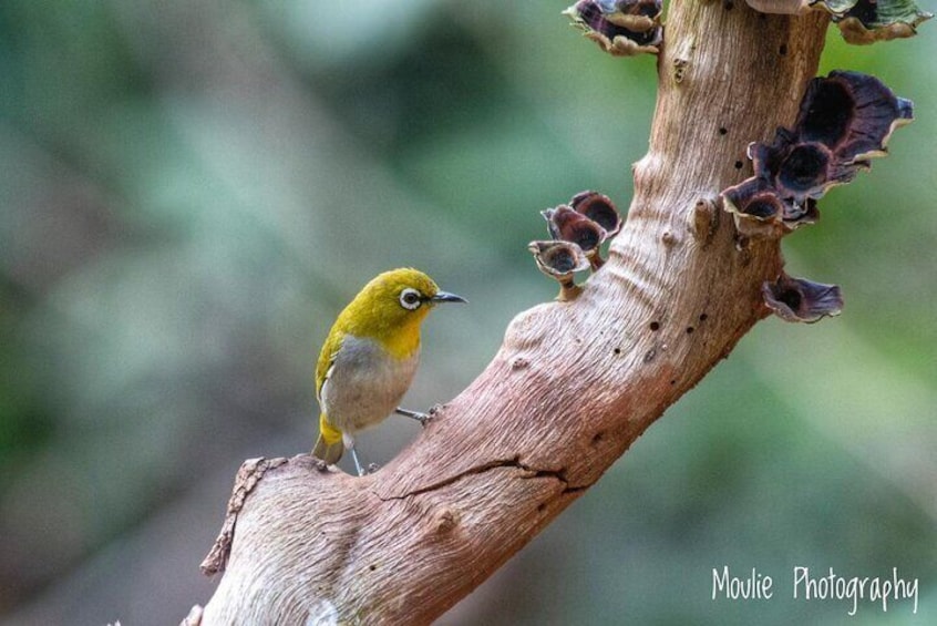 Chennai, Guided Birding And Birding Photo Trip With Spot Scope, 2 to 3 Hours