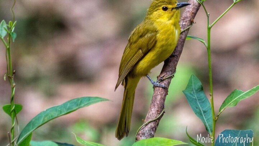 Chennai, Guided Birding And Birding Photo Trip With Spot Scope, 2 to 3 Hours