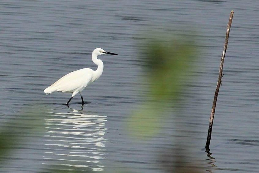 Chennai, Curated Birding and Birding Photo Walk