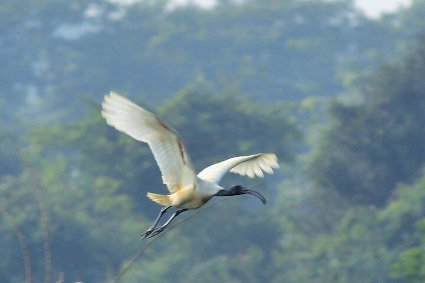 Chennai, Curated Birding and Birding Photo Walk