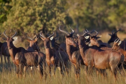 Cultural & Wildlife Tour in Lusaka (Zambia)