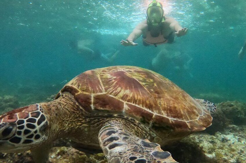 Cebu Kawasan Canyoneering, Pescador Island, Moalboal Turles & Sardines Journeys