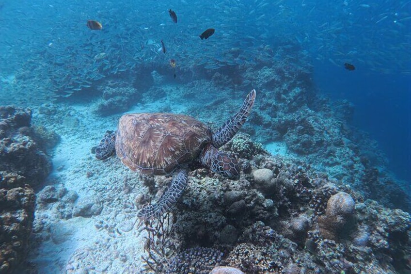 Cebu Kawasan Canyoneering, Pescador Island, Moalboal Turles & Sardines Journeys 