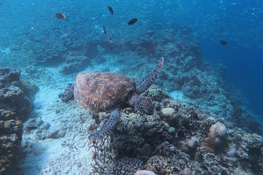 Cebu Kawasan Canyoneering, Pescador Island, Moalboal Turles & Sardines Journeys