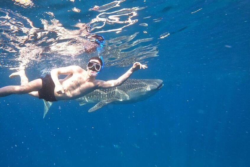 Cebu Whalesharks & Sumilon Island Journeys