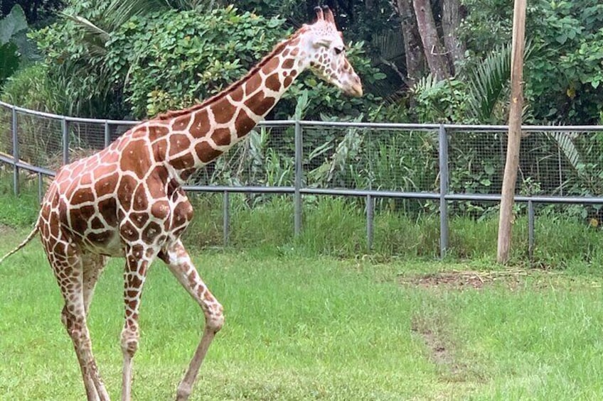 Cebu Safari Journeys 