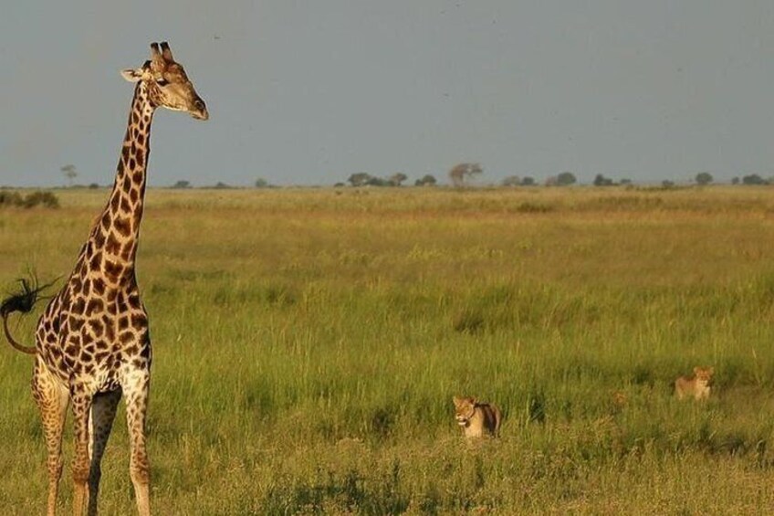 Chobe Day Trip from Victoria Falls