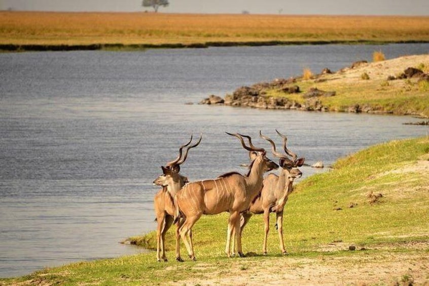 Chobe Day Trip from Victoria Falls