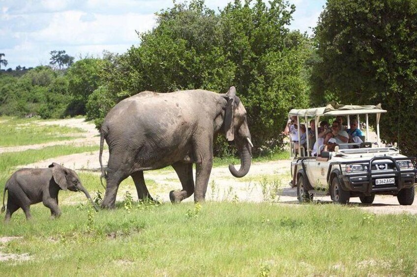 Chobe Day Trip from Victoria Falls