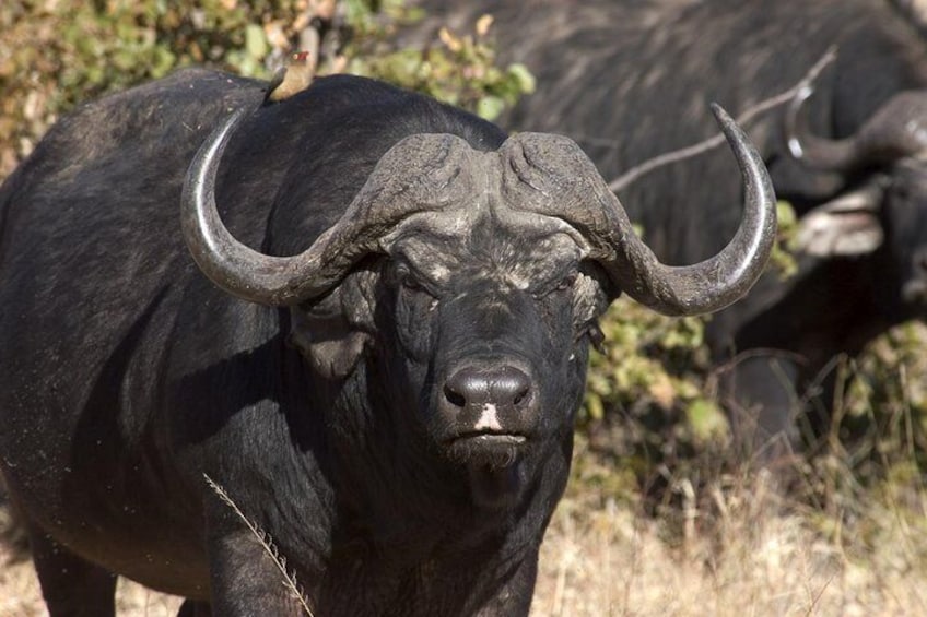 A cape Buffalo in chobe national park