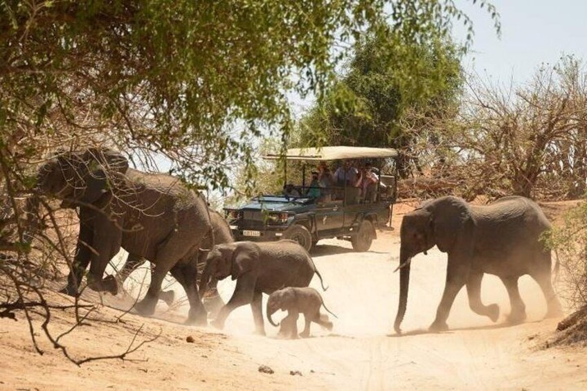 Chobe Day Trip from Victoria Falls