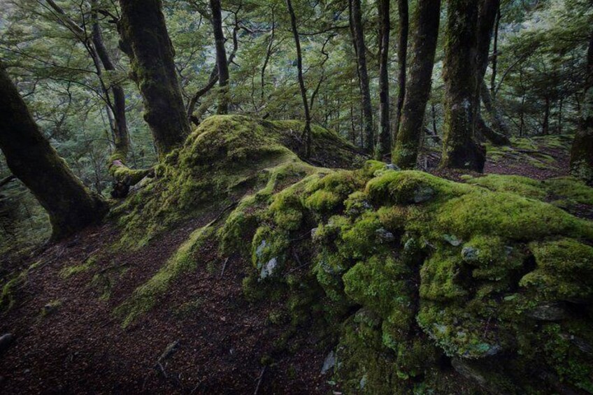 Beech Forest - Old Wall