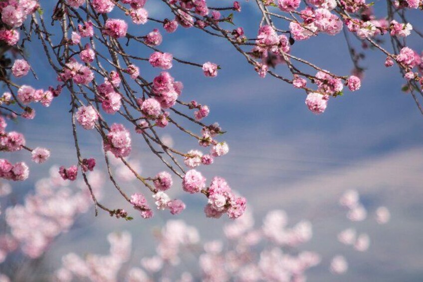 Spring - Cherry Blossoms