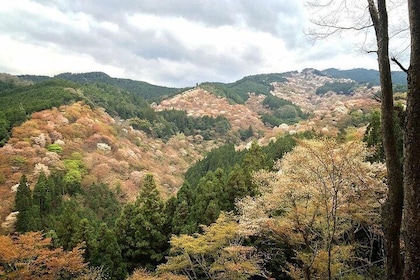 Full-Day Private Guided Tour in a Japanese Mountain: Yoshino, Nara