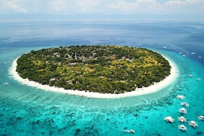 Bohol Whale Shark Encounter Tour With Driver Guide and Lunch