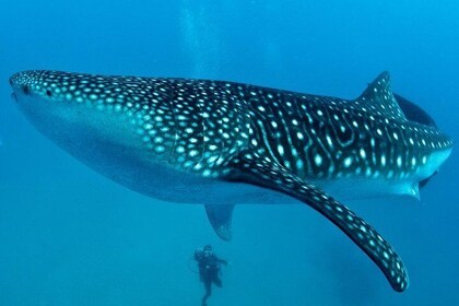 Cebu Whale Shark Interaction + Moalboal Sea Turtles and Sardines Run