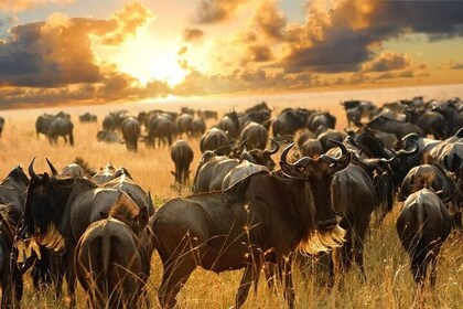 6 Days Masai Mara Wildebeest Migration Safari Holiday