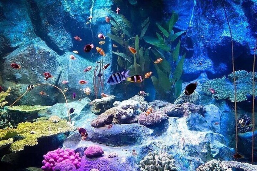 Underwater World in Pattaya Admission Ticket