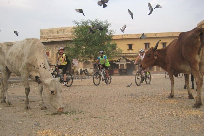 3-Hour Morning Bike Tour of Jaipur